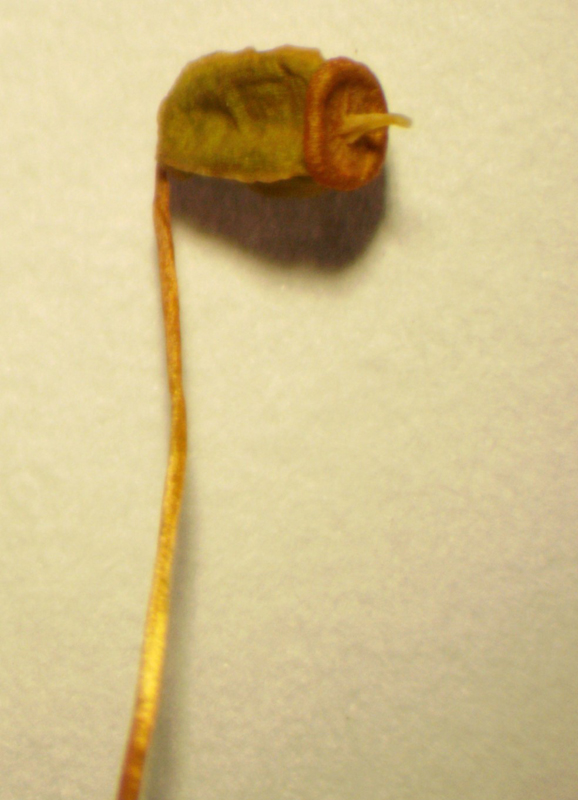 Polytrichum strictum
